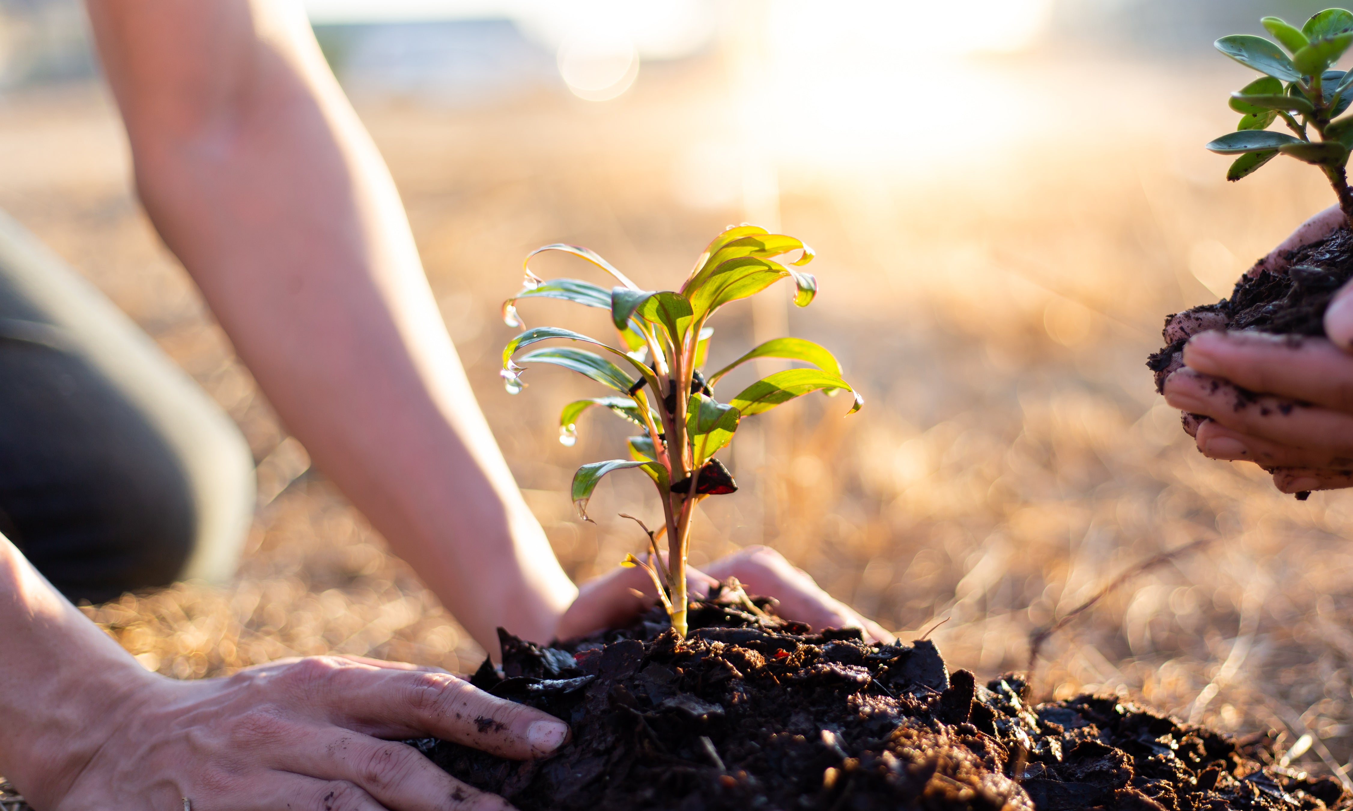 Tree Planted