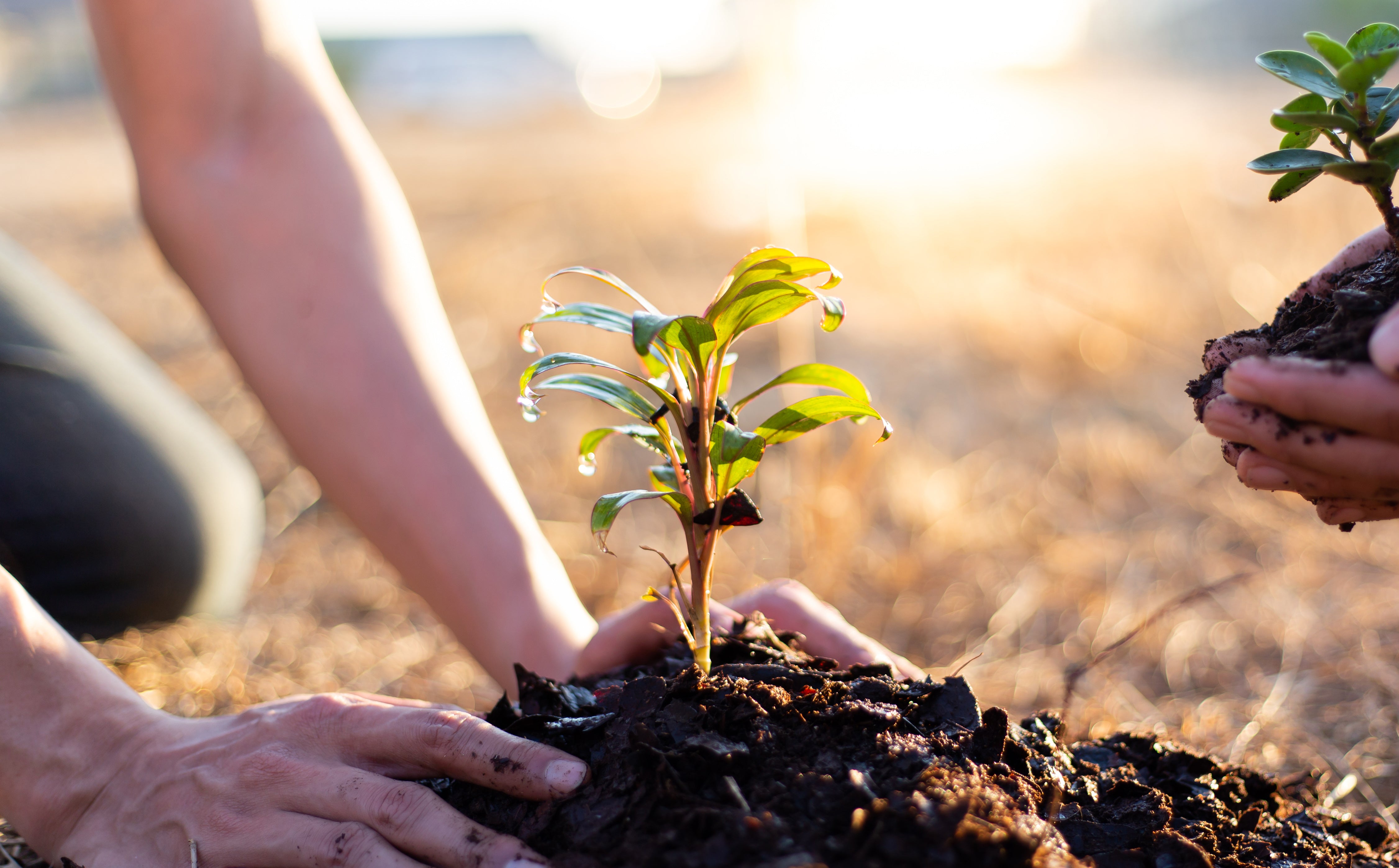 Tree Planted