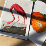 Art Print Packs - giclees.co