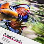 Oyster Photography Prints - giclees.co