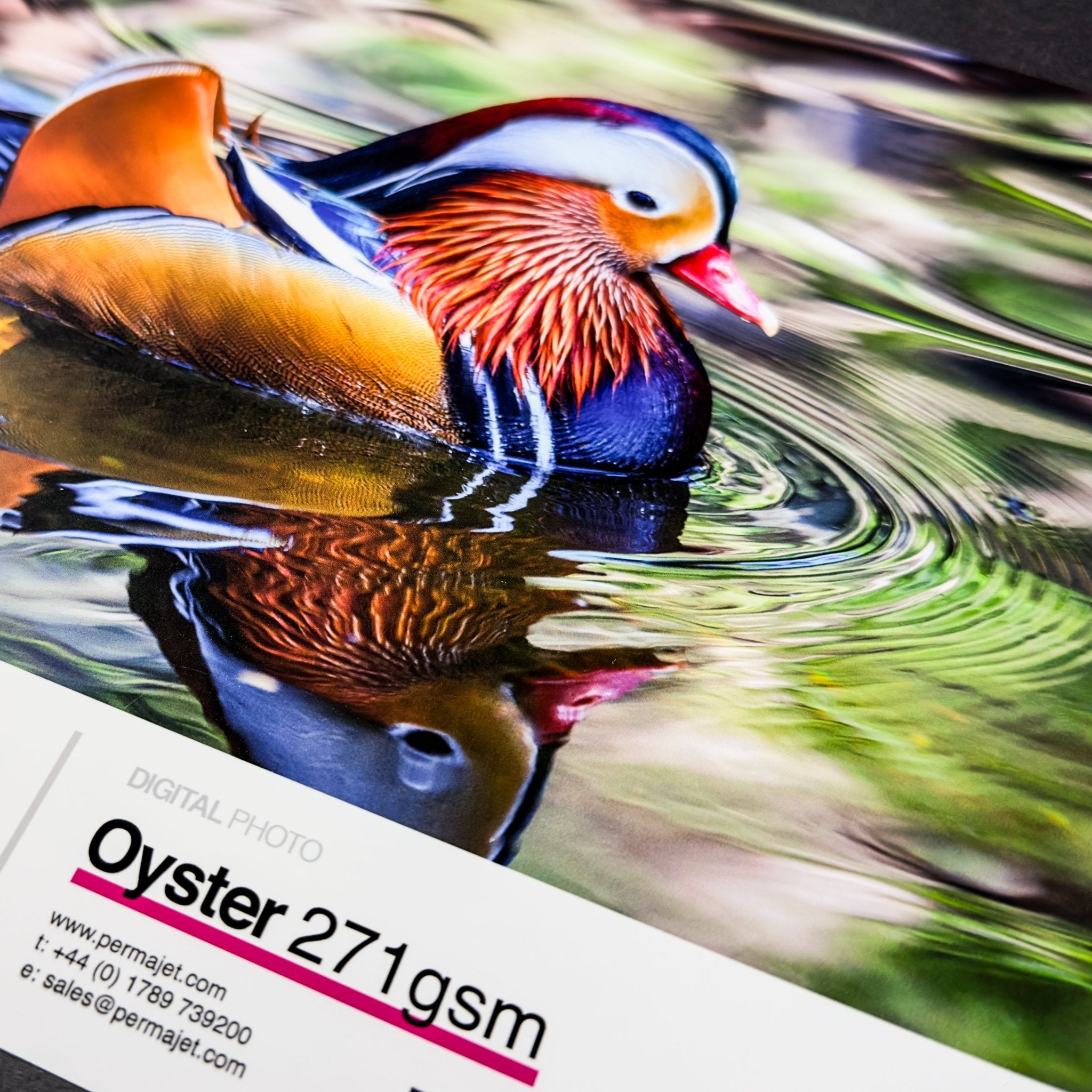 Oyster Photography Prints - giclees.co